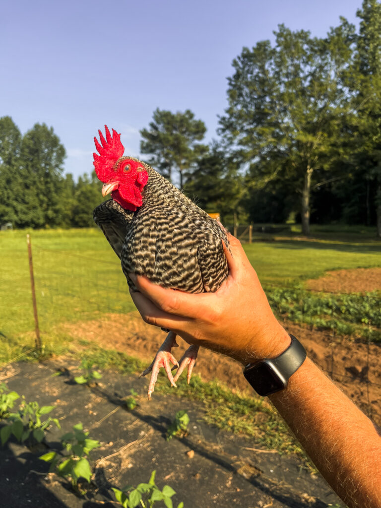 bantam barred rock chicken 