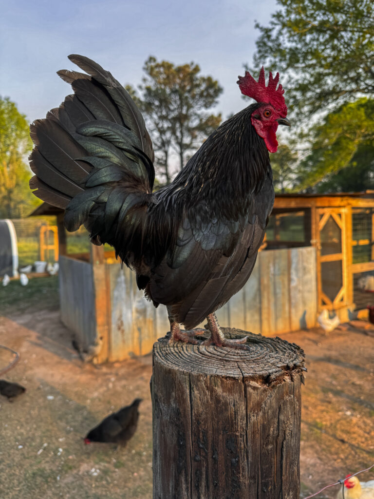 Japanese bantam chicken 