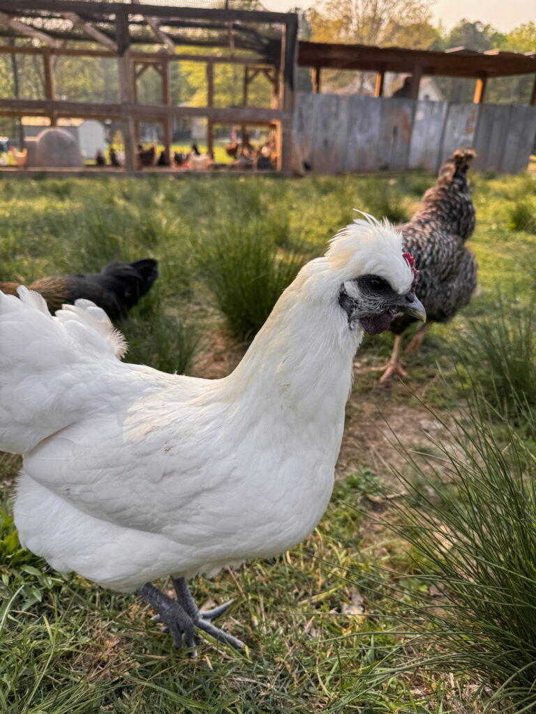 Silkie chicken 