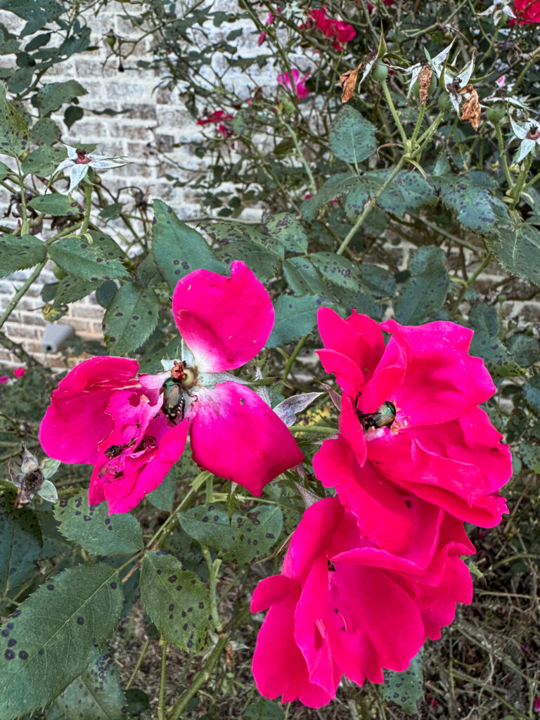 Japanese beetles on roses 