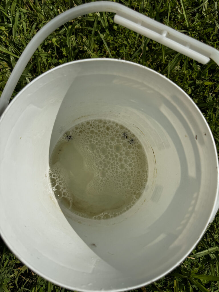 Japanese beetles in soapy water in white bucket 