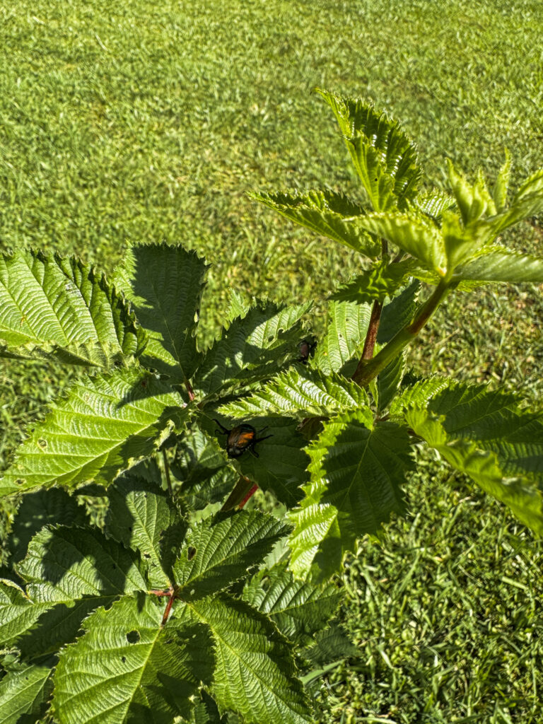 Japanese beetles on leaves 