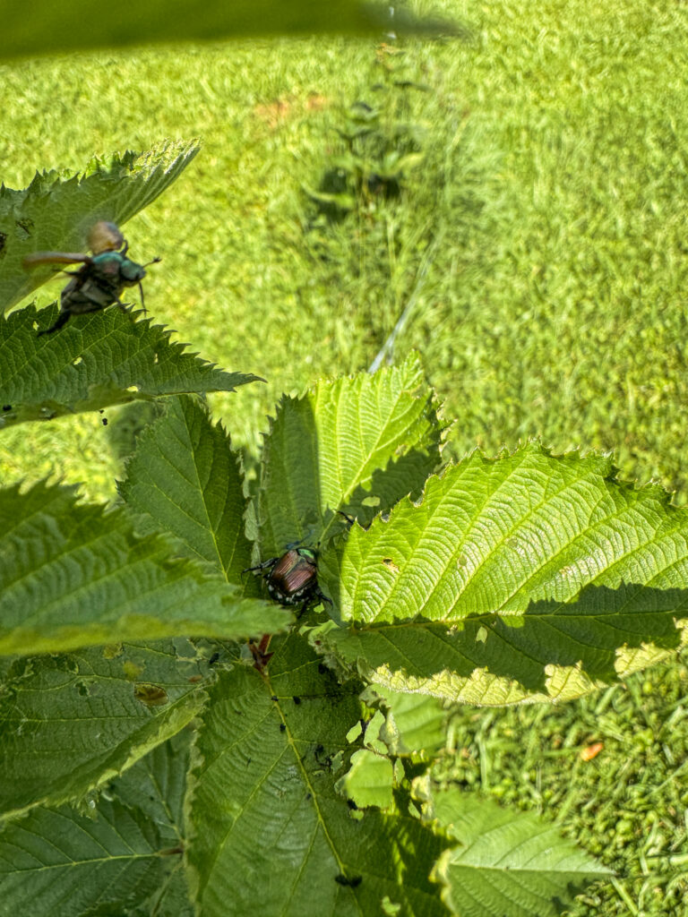 Japanese beetles on leaves 