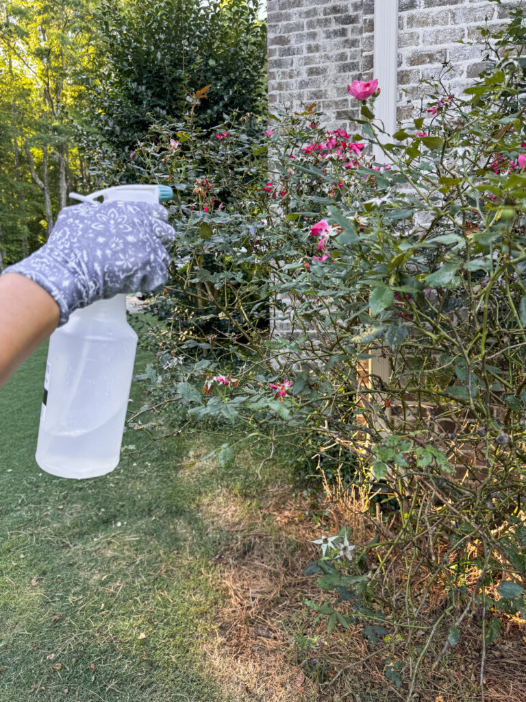 hand with spray bottle spraying roses 