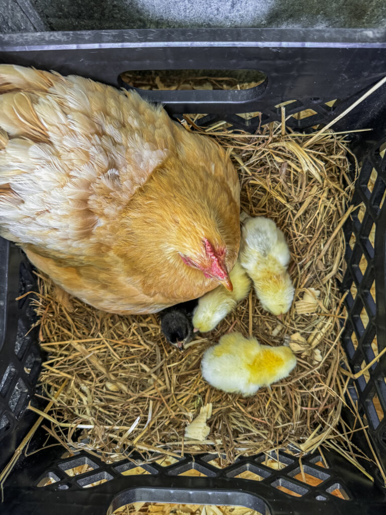 Yellow hen with yellow and black baby chicken in a milk crate nesting boxes