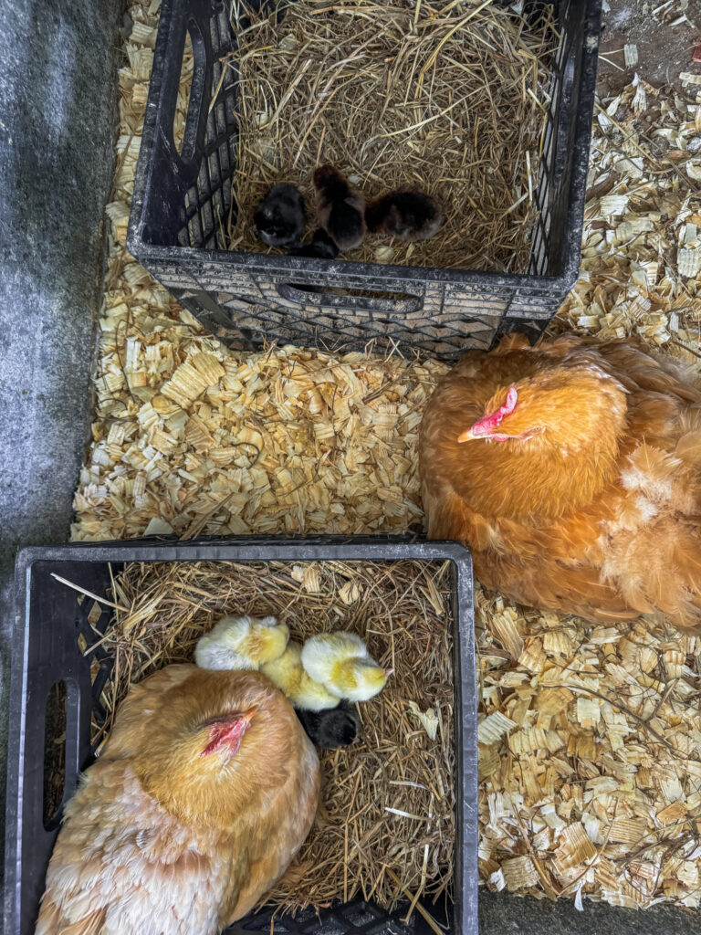 Two yellow chickens with yellow and black baby chicks in milk crate nesting boxes