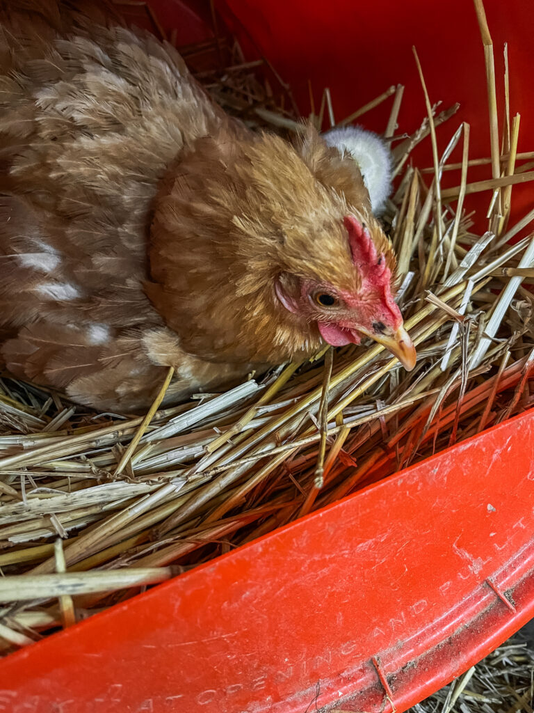 yellow chicken in bucket nesting boxes with baby chicks. 