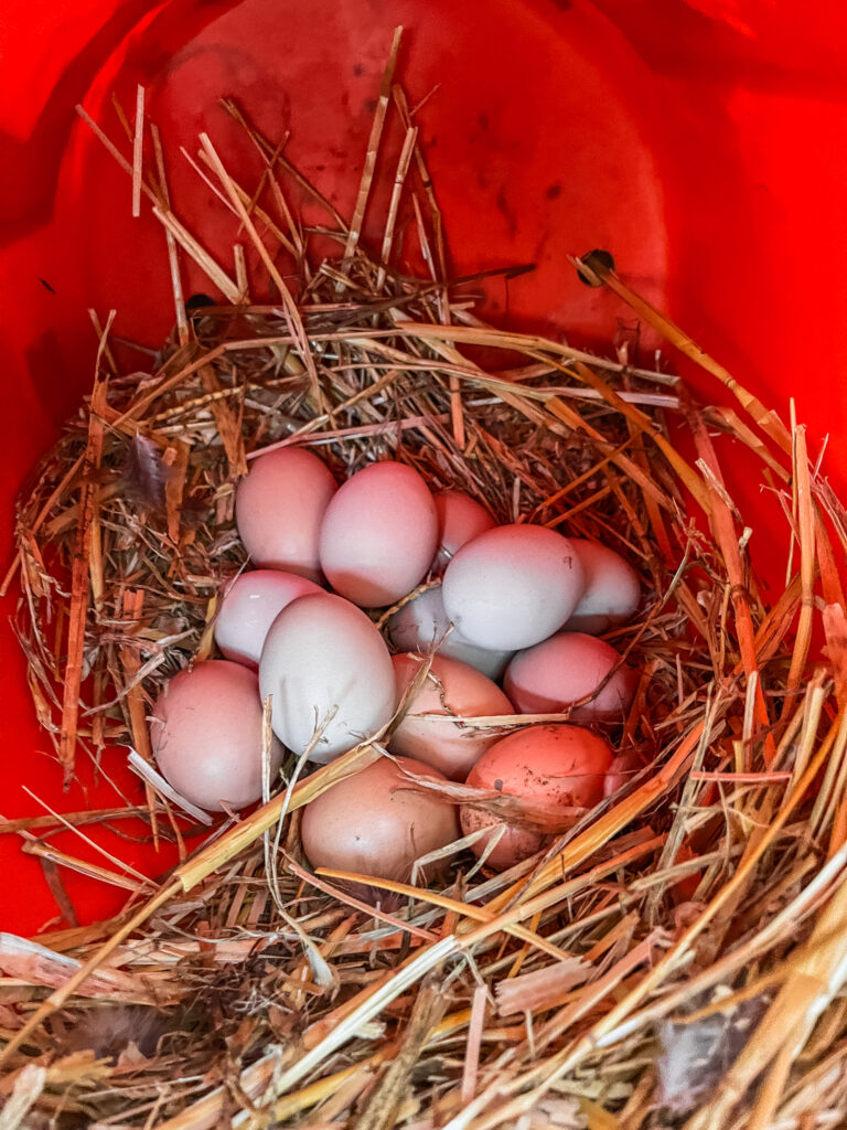 various eggs in a bucket nesting box. 