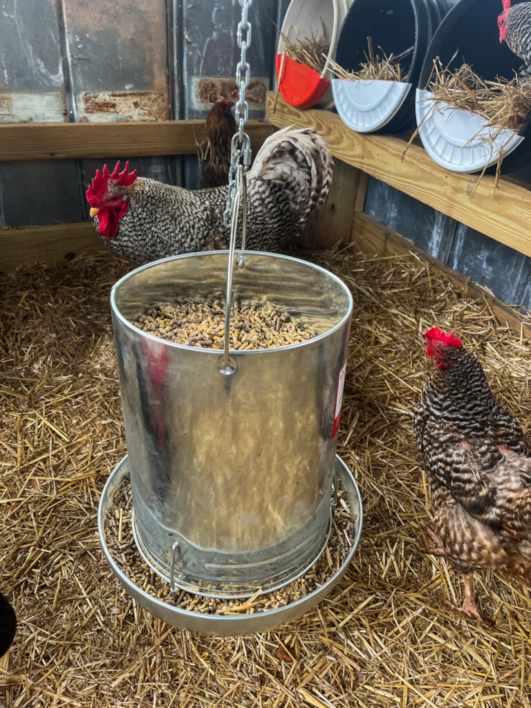 Two chickens in a coop on straw bedding with bucket nesting boxes and a large feeder. 