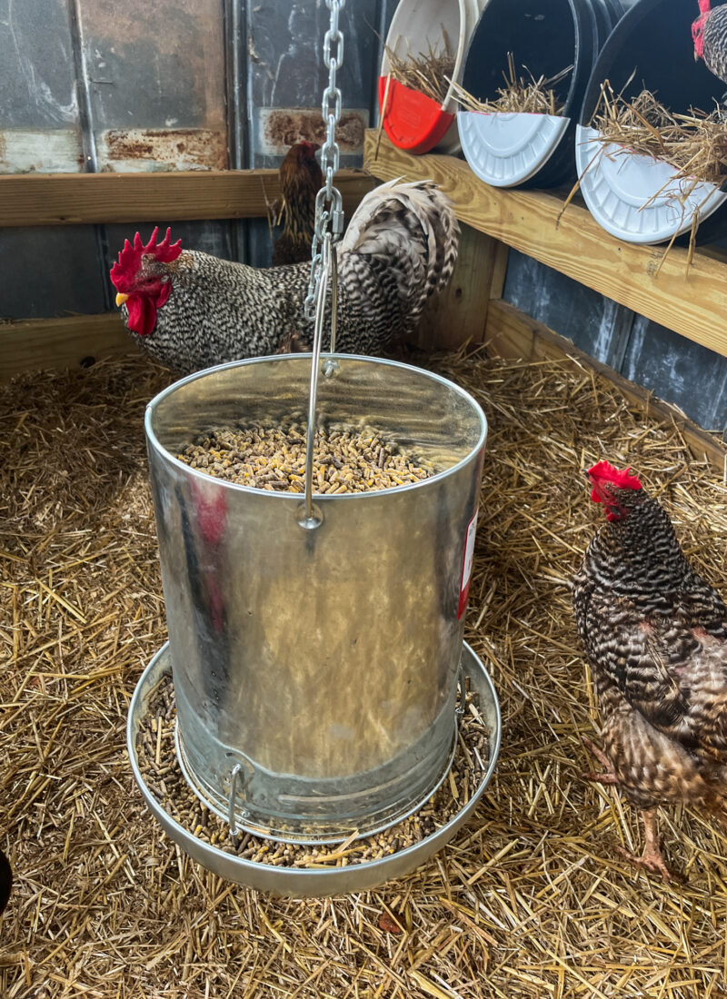 The Best Chicken Nesting Boxes For Backyard Flocks