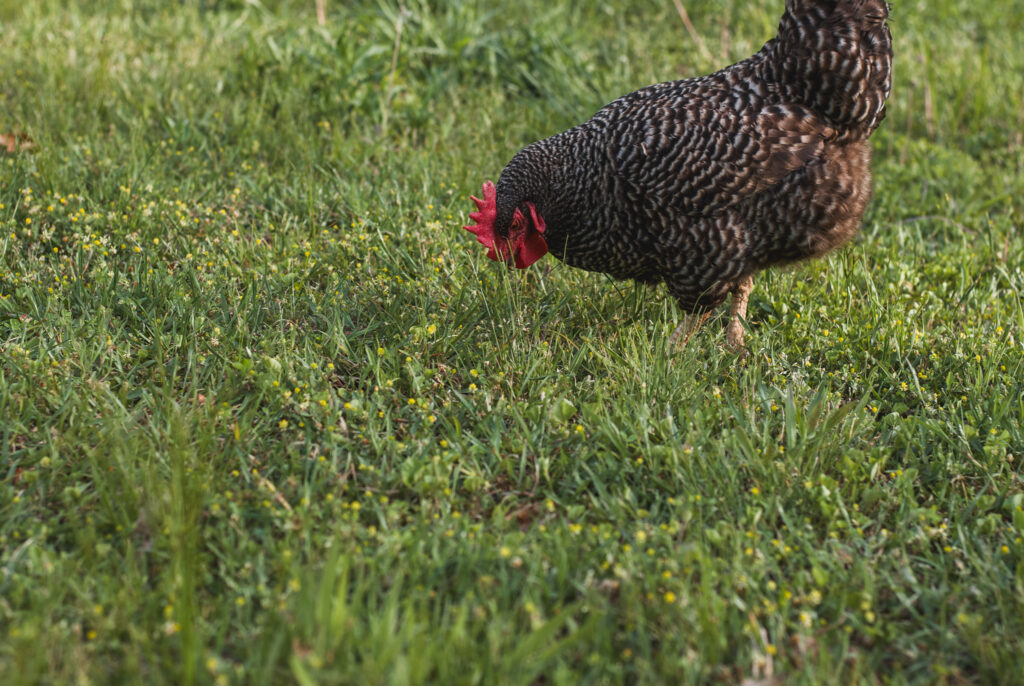 Chicken on green grass 