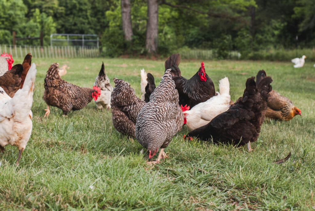 chickens on grass scratching and pecking 