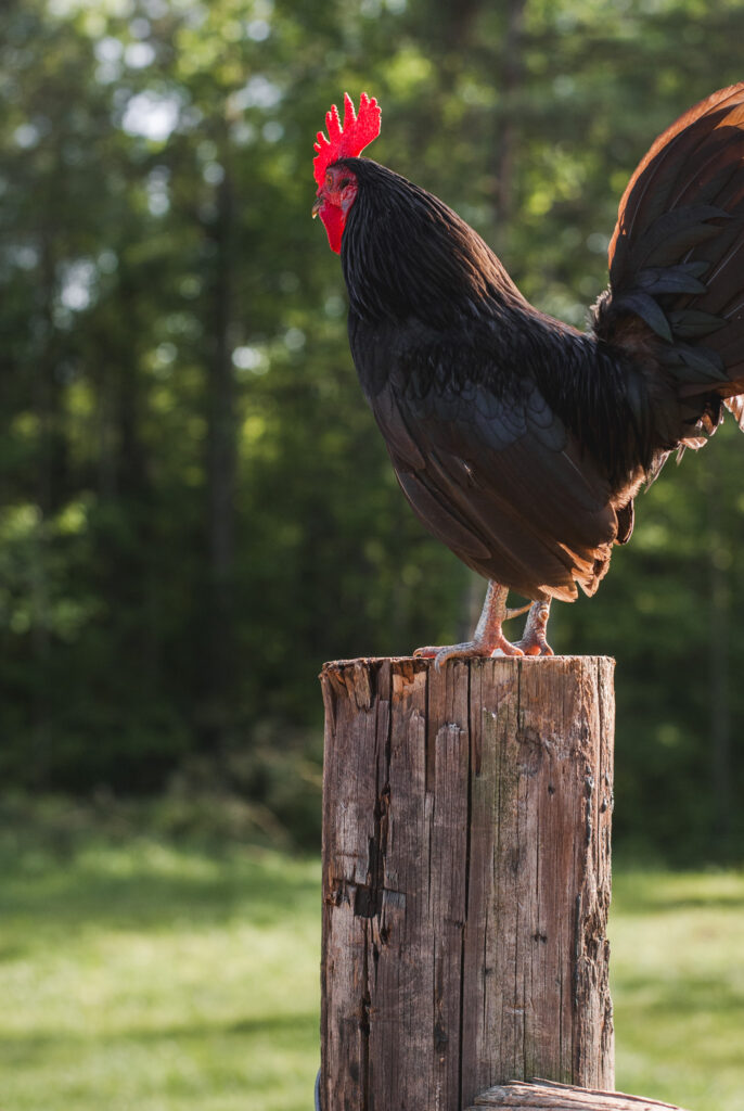 black chicken on a post 