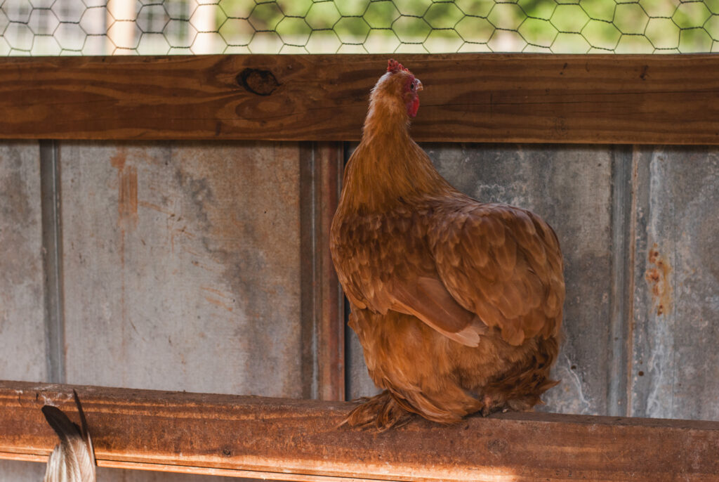 Buff colored cochin chickens roosting 