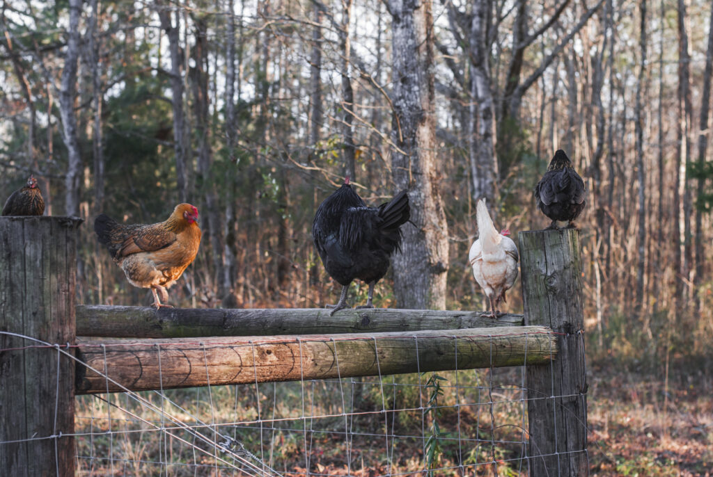 chickens on a post in the woods 