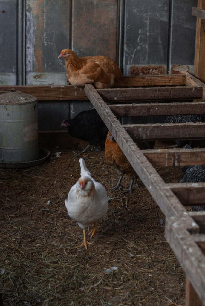 Chickens on a rooting ladder 