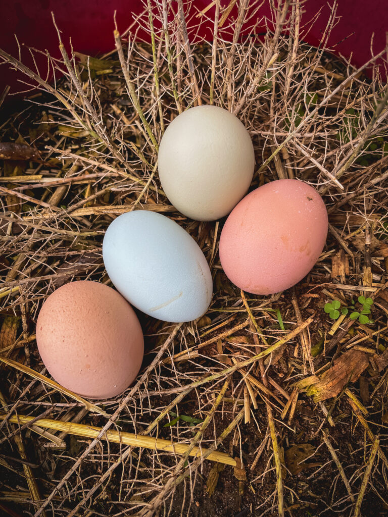 Blue, green, pink, and purple eggs in grass. 