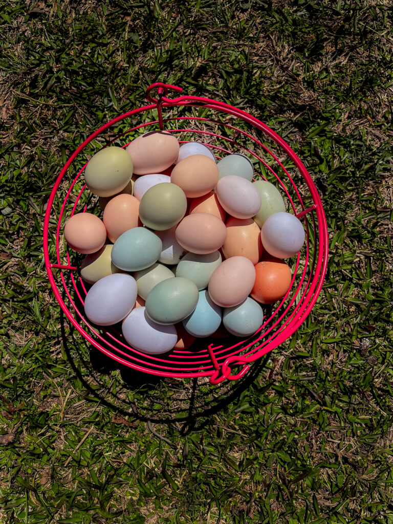 various blue, green, and purple eggs in a basket.