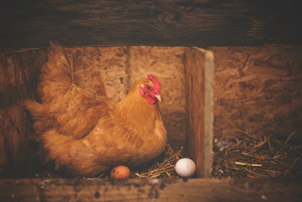 Yellow hen in a wooden nesting box with multiple eggs 