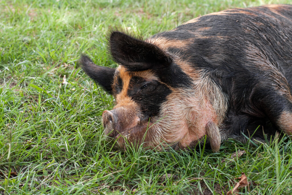 Brown and black pig sleeping on grass. 