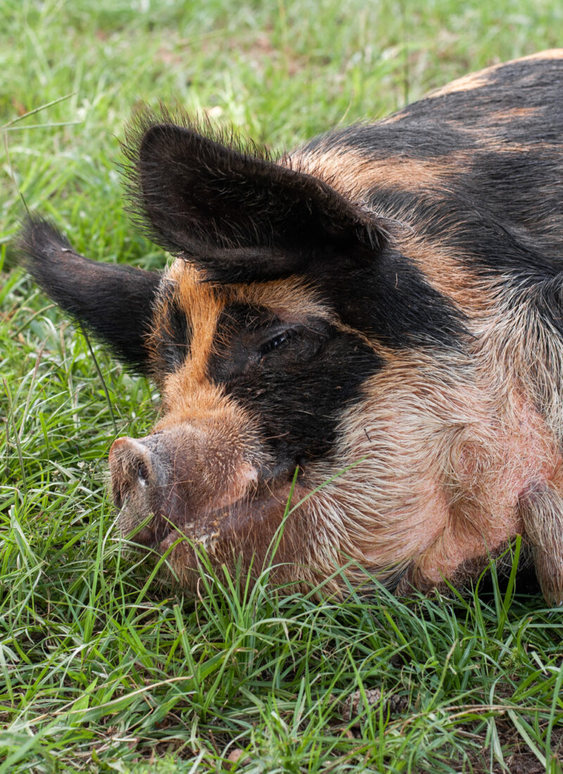 Are Pigs Easy To Take Care Of? What You Need To Know