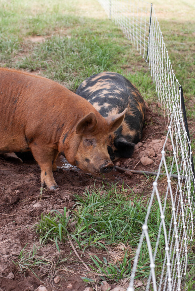 tow pigs together in a mud wallow 