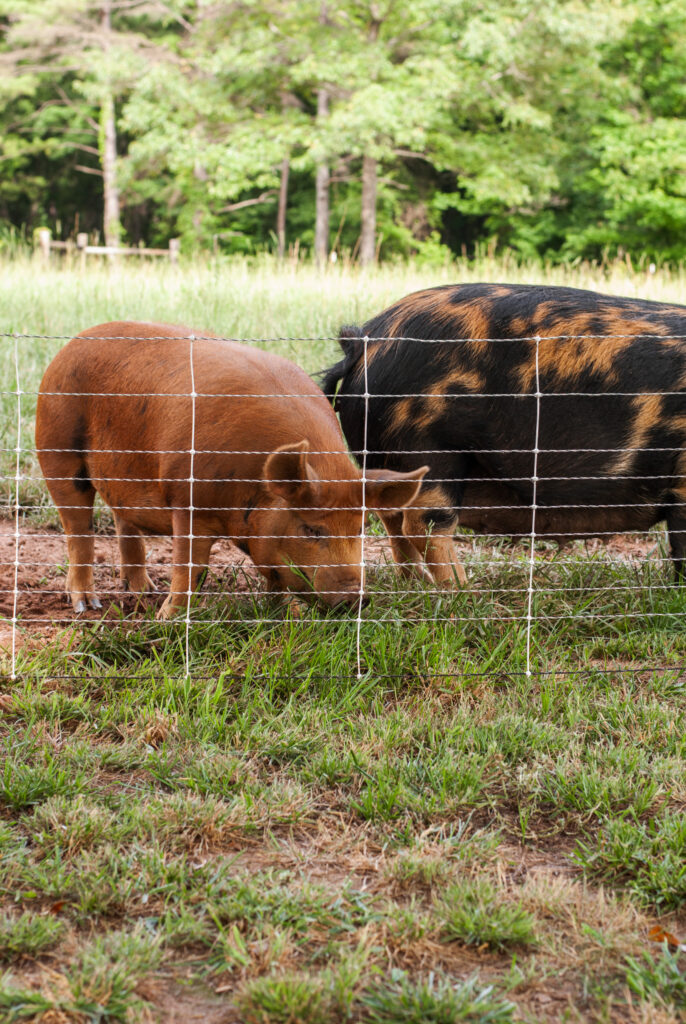 tan and brown pigs behind a fence 