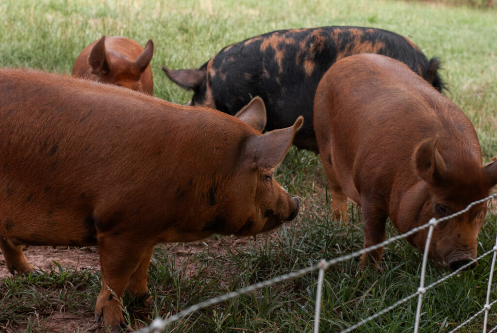 pigs together on green grass. 