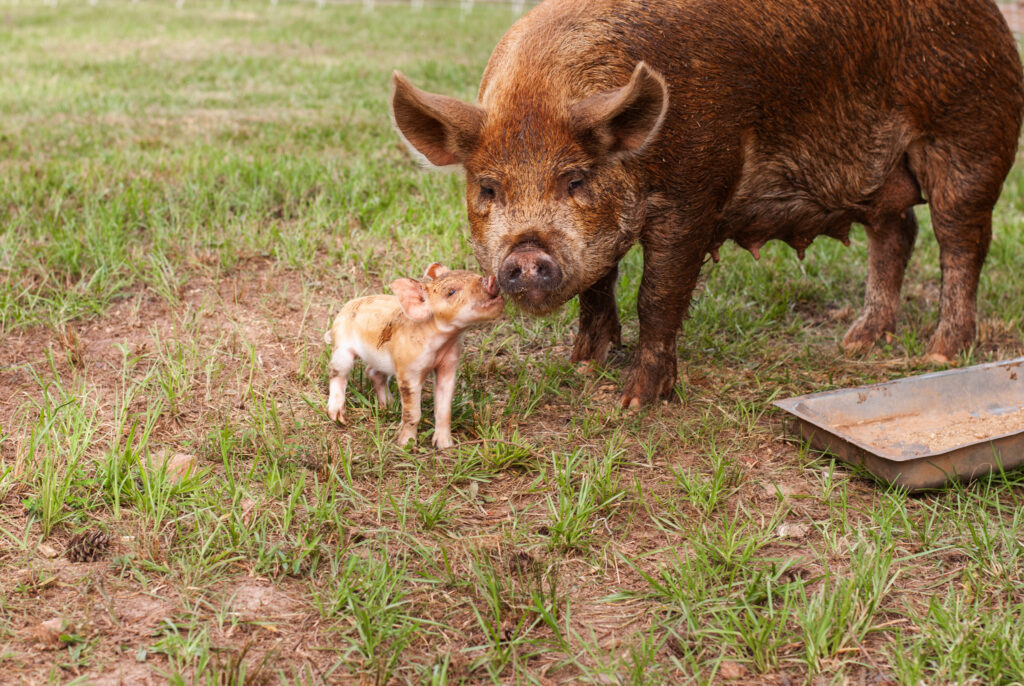 tan pig with a piglet on green grass