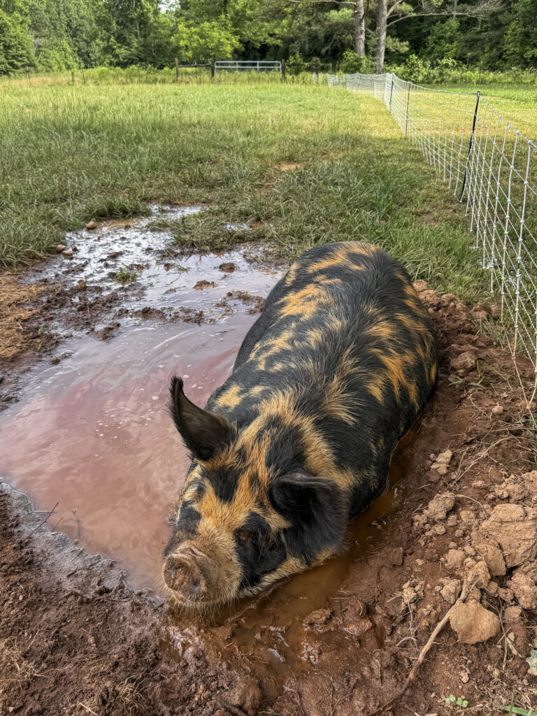 black and tan pig laying in a mud hole. 