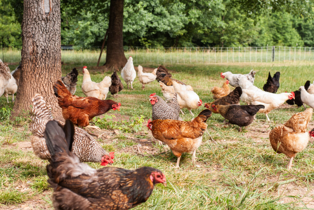 Chickens scratching and pecking the ground 