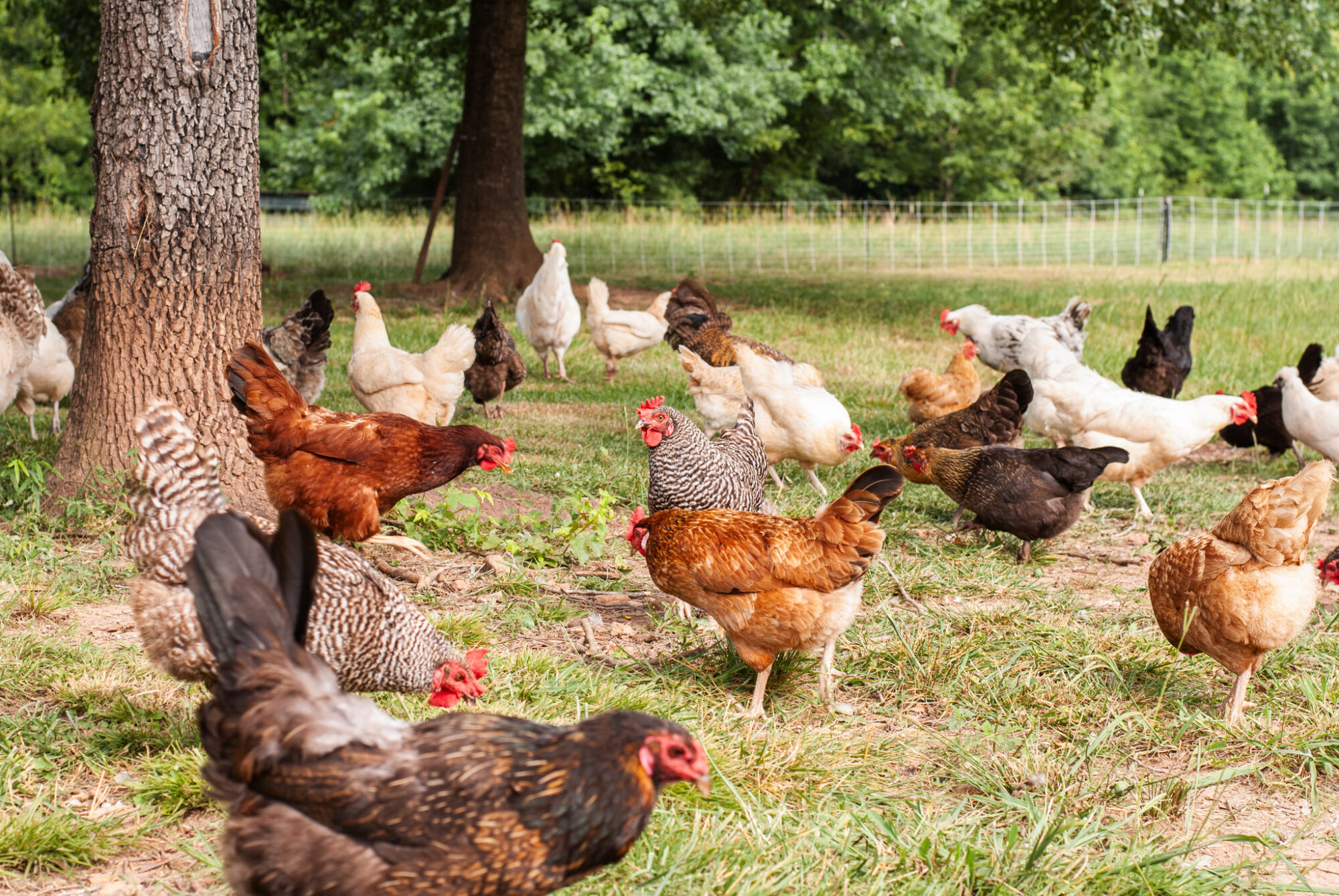 Are Chickens Herbivores? What Chickens Actually Eat - The Little Modern ...