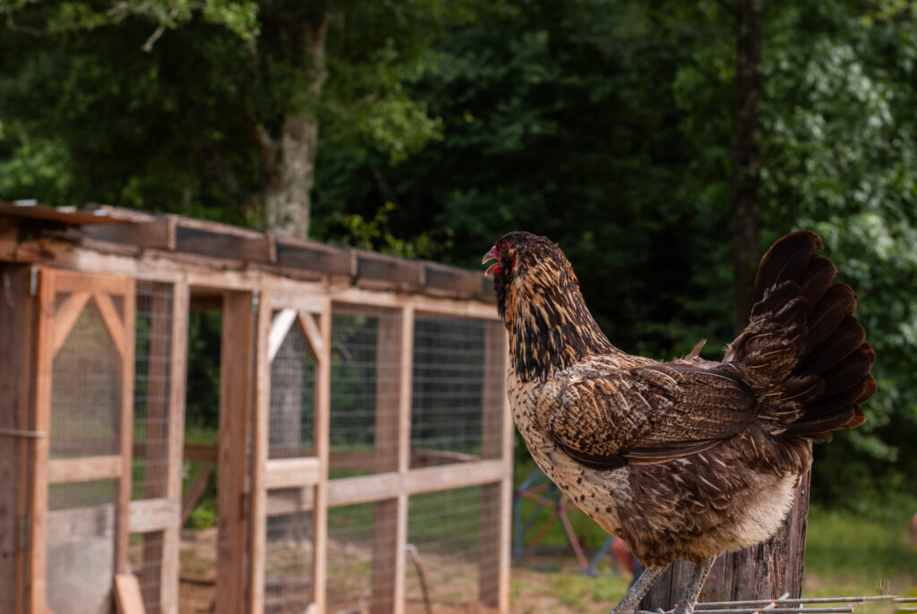 chickens on a fence 