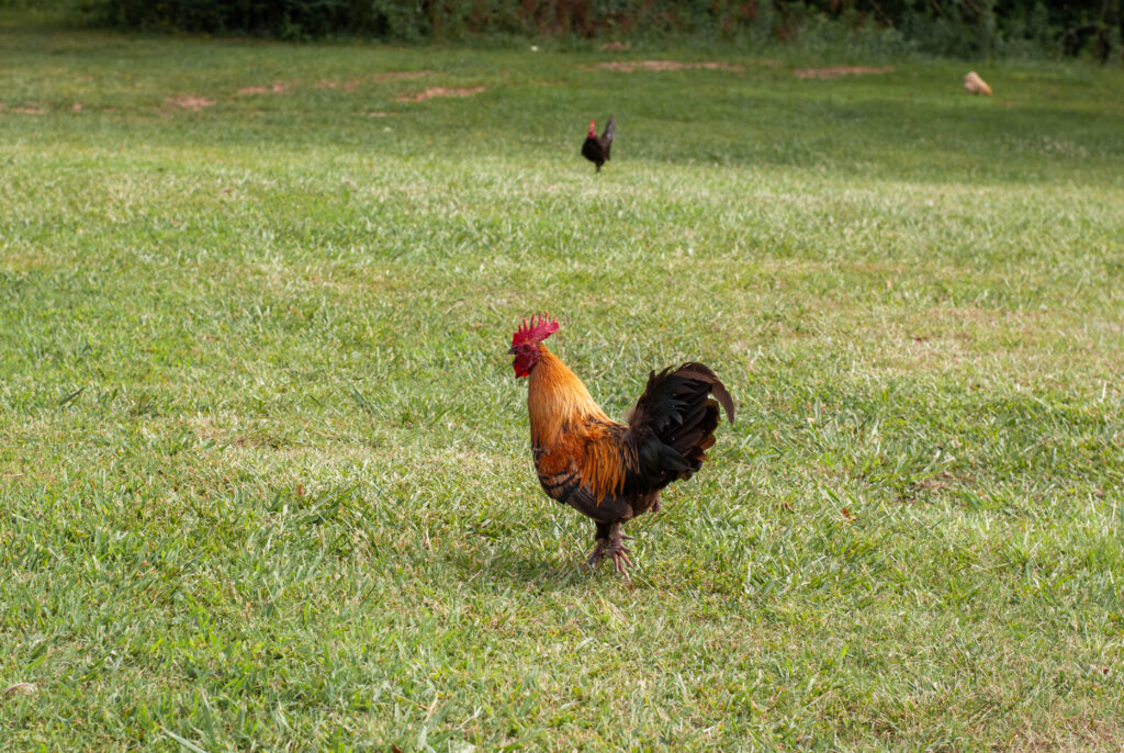 Chickens scratching grass 