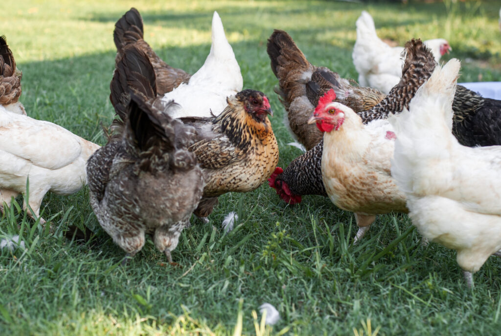 Multiple easter egger chickens in grass 