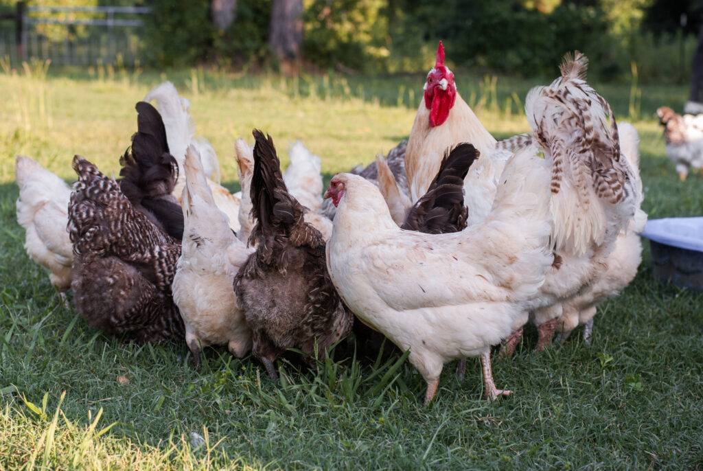 Multiple easter egger chickens in grass. 