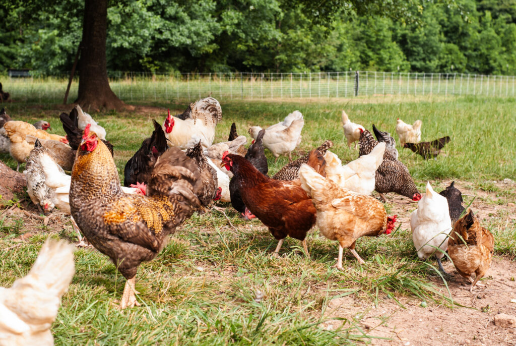 Multiple chickens in grass 