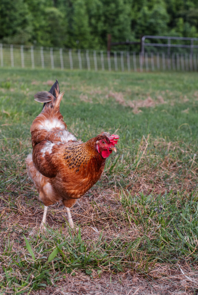 Molting easter egger hen 