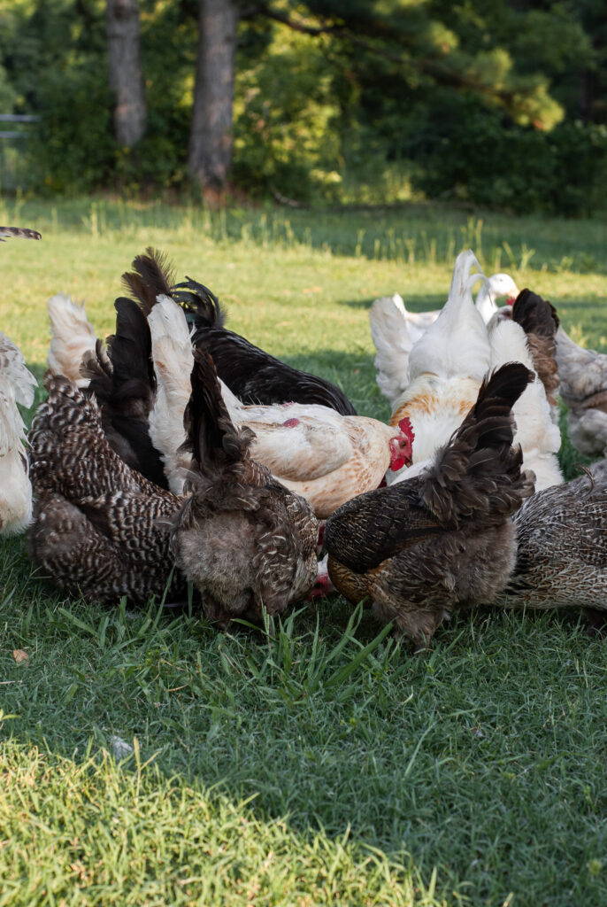 Chickens pecking the ground for protein 