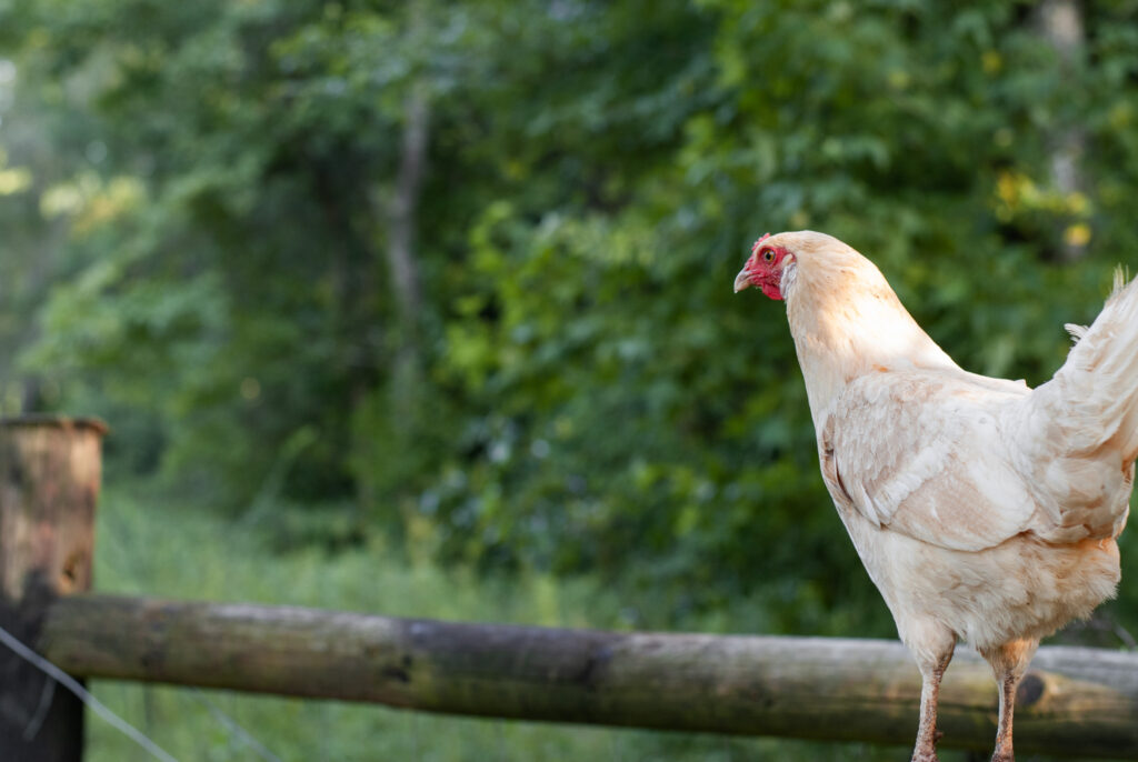 White chicken sitting on a fence post 