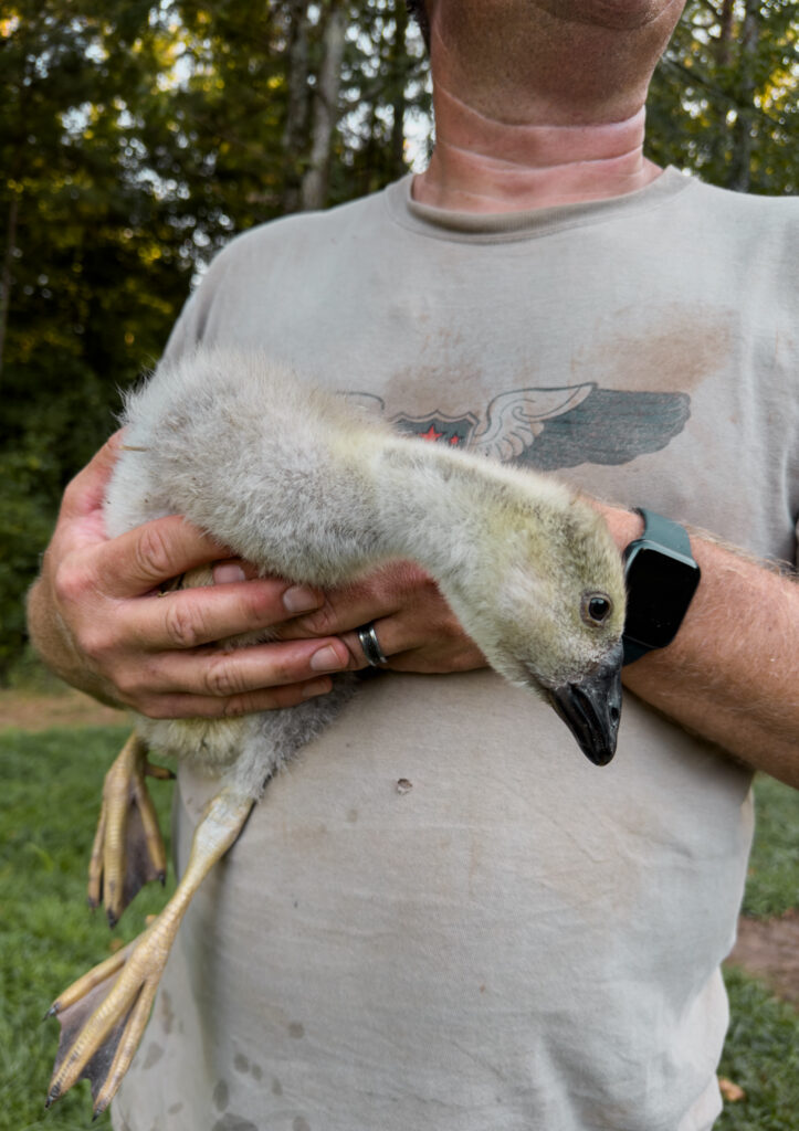 Goose being held by a man in a gray shirt 