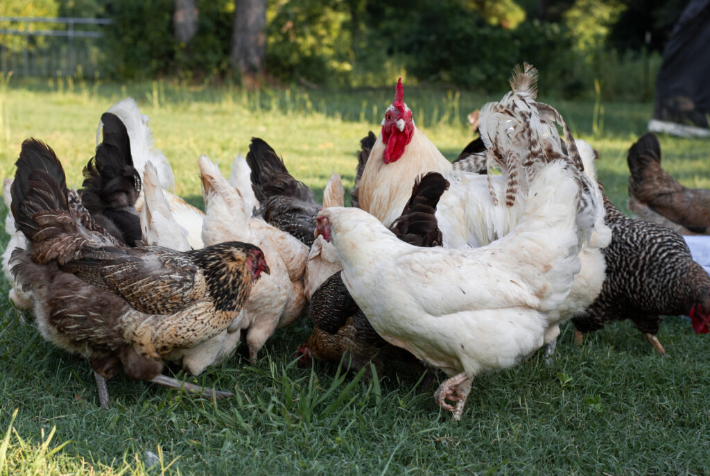 Chickens on grass with a rooster 