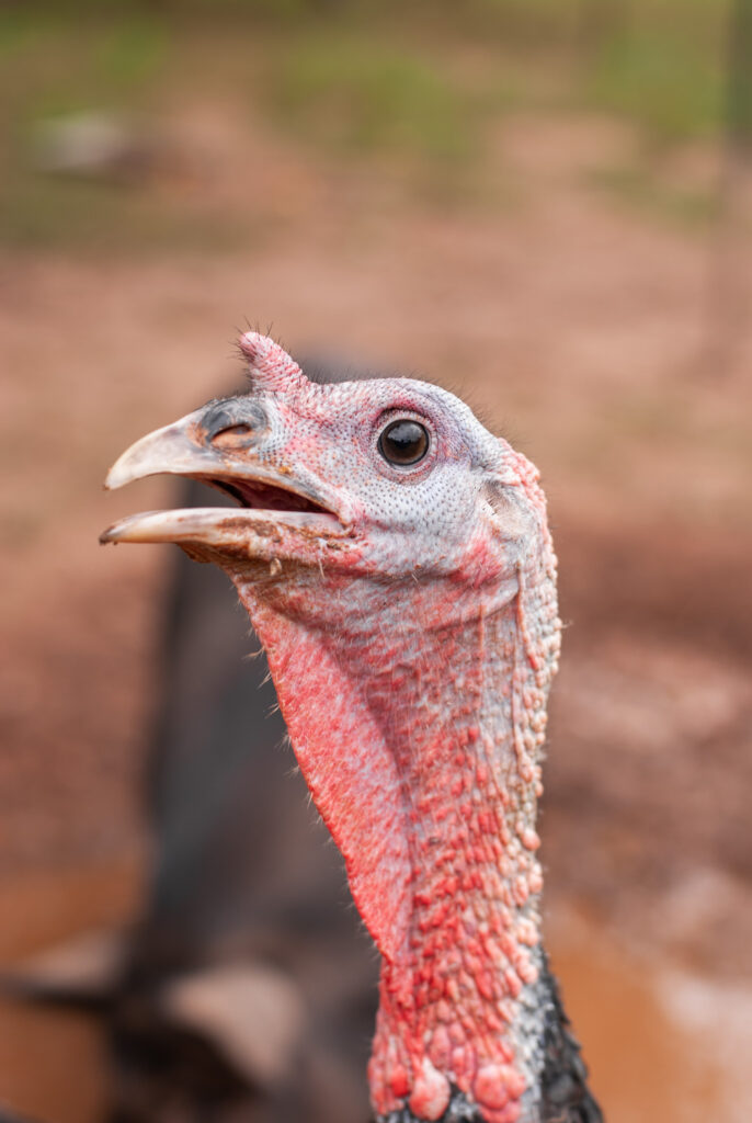 Tom Turkey head 