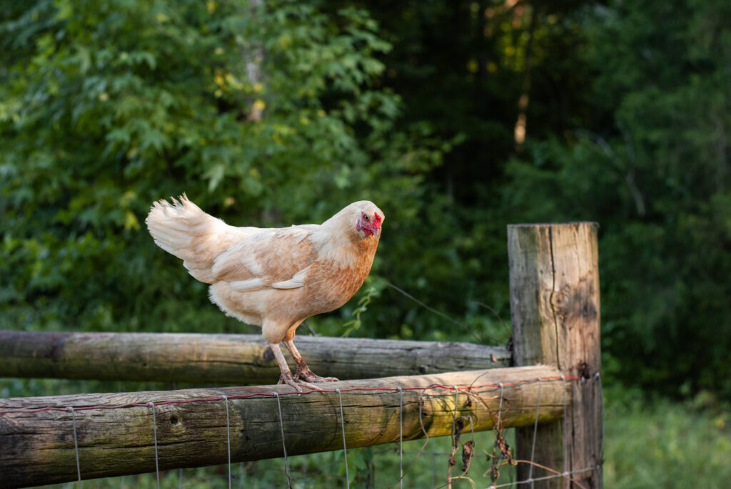 Chickens on a fence post 