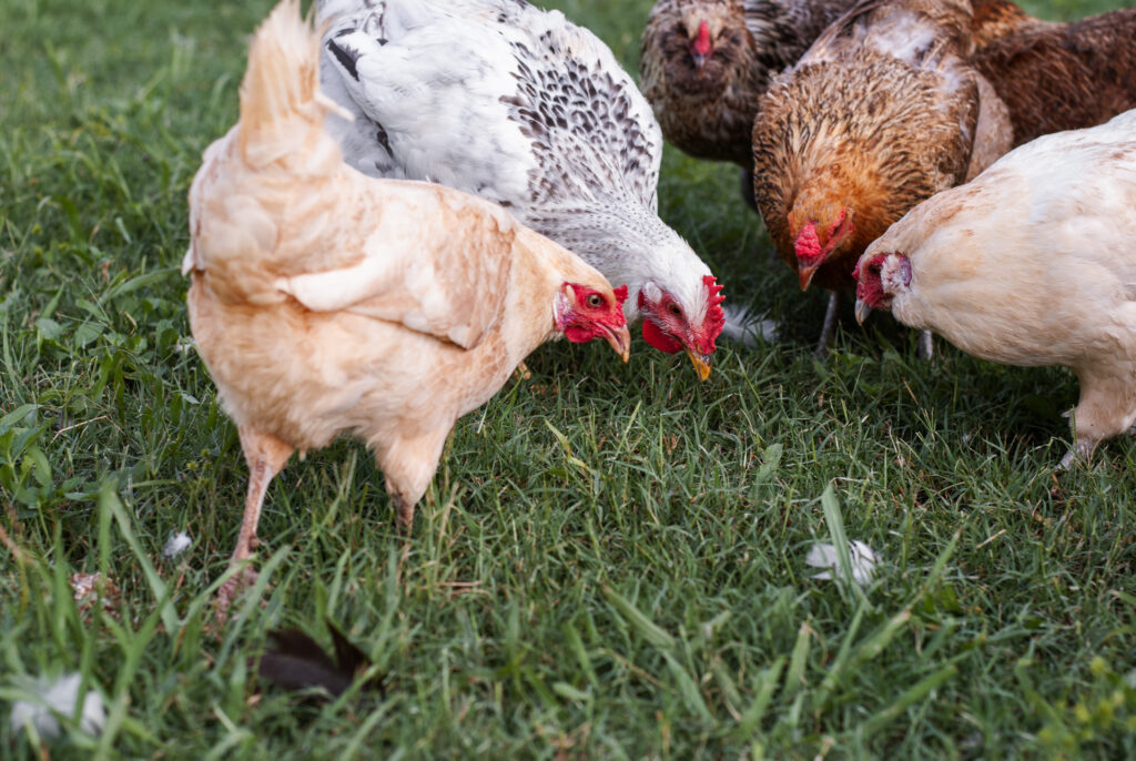 Chickens scratching a pecking the ground