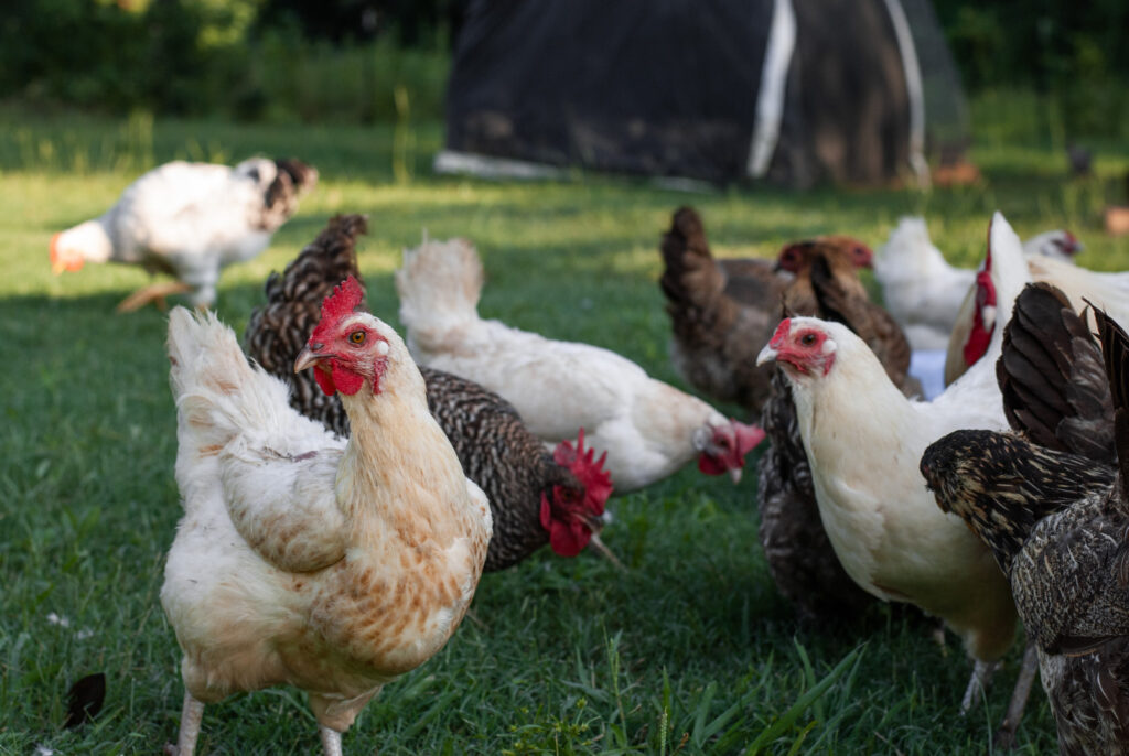 Multiple Multicolored chickens standing in grass and pecking the ground