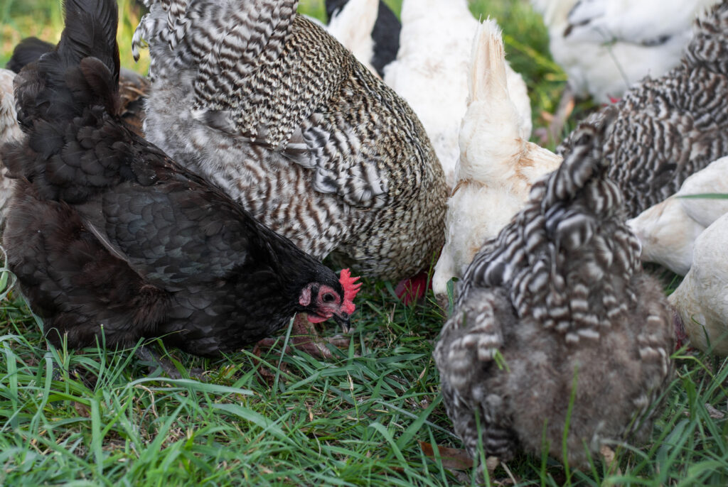 Multiple multicolored chickens pecking the ground on green grass. 