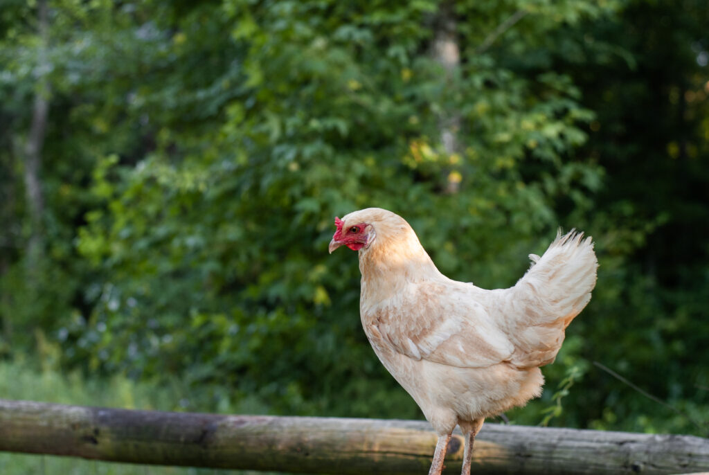 White chicken standing on a fence. 