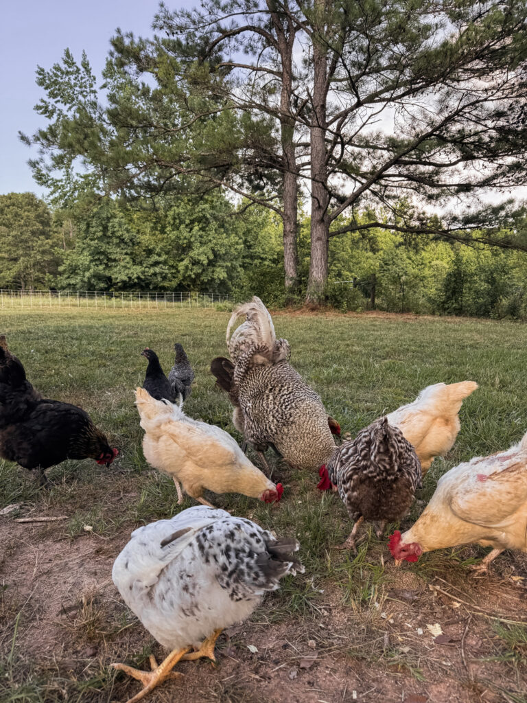 chickens scratching and pecking the ground 