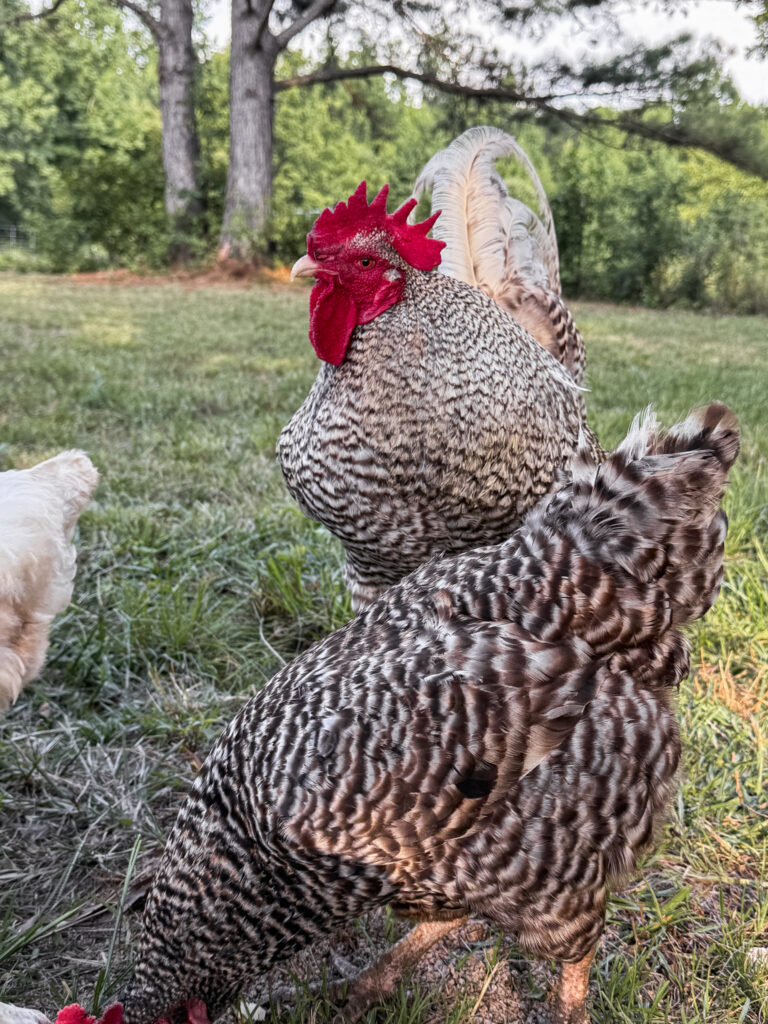 Chickens eating 